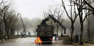 Potatura alberi Castel San Pietro