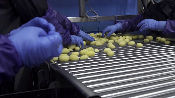 Naturitalia Linea Lavorazione Patate Patfrut