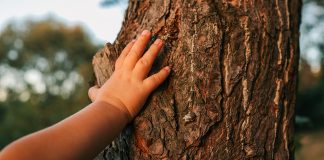 Mano di un bambino che tocca albero
