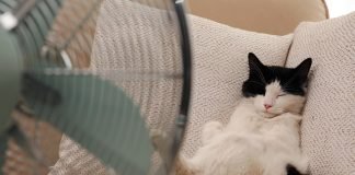 Gatto davanti a ventilatore