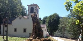 Ente Parchi ‘salva’ tronco dell’albero monumentale al Corno alle Scale Acero del Miracolo Corno alle Scale